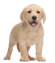Labrador puppy, 7 weeks old Royalty Free Stock Photo