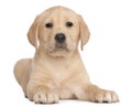 Labrador puppy, 7 weeks old, in front of white