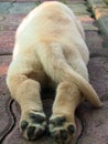 Labrador puppy Royalty Free Stock Photo