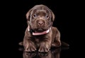 Labrador puppy on black background Royalty Free Stock Photo