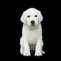 Labrador puppy on Black background Royalty Free Stock Photo