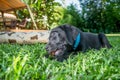 Labrador Puppy Chewing