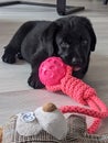 Labrador puppy chewing on a toy. Royalty Free Stock Photo