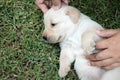 Labrador puppy cute one month old.