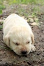 Labrador puppy cute one month old was sleeping. Royalty Free Stock Photo