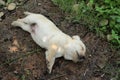 Labrador puppy cute one month old was sleeping. Royalty Free Stock Photo