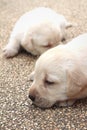 Labrador puppy cute one month old was sleeping. Royalty Free Stock Photo