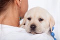 Labrador puppy dog looking over the shoulders of woman veterinary doctor