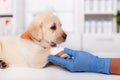 Labrador puppy dog resting its bandaged paw in the animal healthcare professional hand