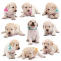 Labrador puppy dogs with colorful scarves in various positions o