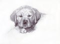 Labrador puppy drawn in pencil. Portrait, graphics.
