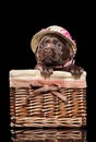 Labrador puppy in fashionable hat on black background Royalty Free Stock Photo