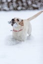 Labrador puppy frolics in freshly fallen snow. photo during braking. Snow from paws scatters in different directions. Royalty Free Stock Photo