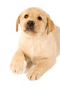 Labrador puppy with fur ball Royalty Free Stock Photo