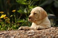 Labrador puppy in the garden