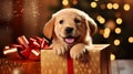 Labrador puppy in gift box festive christmas pet portrait with bright light image style