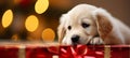 Labrador puppy in gift box with festive holiday backdrop joyful pet portrait in bright light style