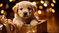 Labrador puppy in gift box with holiday backdrop festive christmas pet portrait, bright lighting