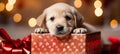 Labrador puppy in gift box with holiday backdrop festive pet portrait with bright light style