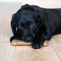 Labrador puppy gnaws a bone. A black little sweet puppy bites and nibbles a bone because his teeth itch and grow. Pets love Royalty Free Stock Photo