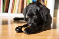 Labrador puppy gnaws a bone Royalty Free Stock Photo