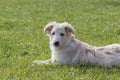 Labrador puppy on green grass Royalty Free Stock Photo