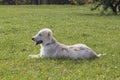 Labrador puppy on green grass Royalty Free Stock Photo