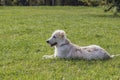Labrador puppy on green grass Royalty Free Stock Photo