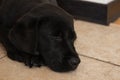 Labrador puppy head close up. Black puppy sleeping