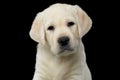 Labrador puppy isolated on Black background Royalty Free Stock Photo