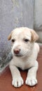 Labrador puppy Royalty Free Stock Photo