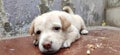 Labrador puppy laying down sad face Royalty Free Stock Photo