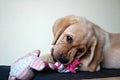 Labrador puppy laying down with squeeze toy Royalty Free Stock Photo