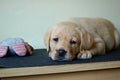 Labrador puppy laying down with squeeze toy