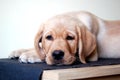 Labrador puppy laying down