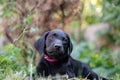 Labrador puppy lying in the grass Royalty Free Stock Photo