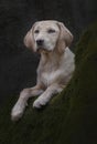 Labrador puppy on a mossy tree