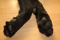 Labrador retriever paws. Black doggy macro photography.