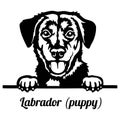 Labrador puppy Peeking Dog - head isolated on white