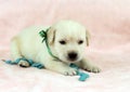 Labrador puppy on the pink background with turquoise bead