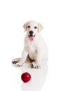 Labrador Puppy playing Royalty Free Stock Photo