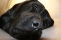 Protective collar. Labrador is sick. Resting dog close-up. Royalty Free Stock Photo