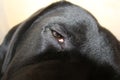 Protective collar. Labrador after the operation.Dog eye macrophotography. Royalty Free Stock Photo
