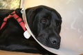 Protective collar. Labrador after the operation. Canine care. Royalty Free Stock Photo