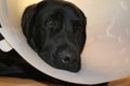 Protective collar. Labrador after the operation. White background. Canine care. Royalty Free Stock Photo