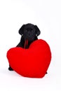 Labrador puppy with red heart