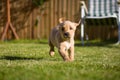 Labrador puppy running around garden