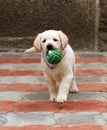 Labrador puppy running with a ball Royalty Free Stock Photo