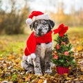 Labrador puppy in santa hat and Christmas tree Royalty Free Stock Photo