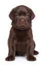 Labrador puppy sits in front of white background Royalty Free Stock Photo